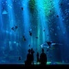The Bahrain Aquarium books Alex Warner to narrate their recent documentary promo.
