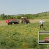 Italy's Mutti tomatoes book Alex for their British TV commercial