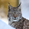 Iberian Lynx documentary voiced by Alex